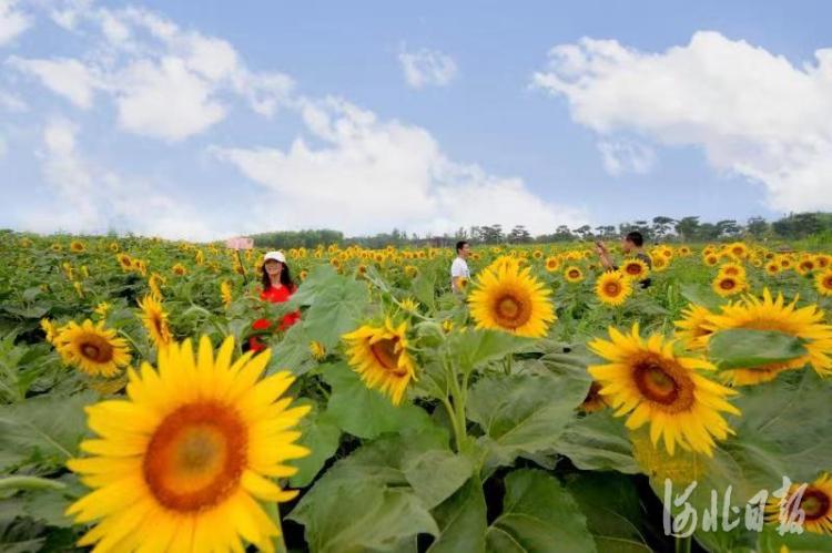 唐山开平魅力花海邀您游2.jpg